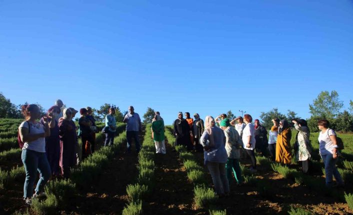 Kocaeli, tıbbi ve aromatik bitki üreticiliğinin merkezi olma yolunda