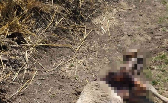 Kurt saldırısında 3 koyun telef oldu