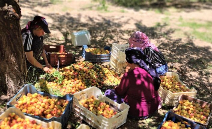 Kuru kayısı ihracatında hedef 500 milyon dolar