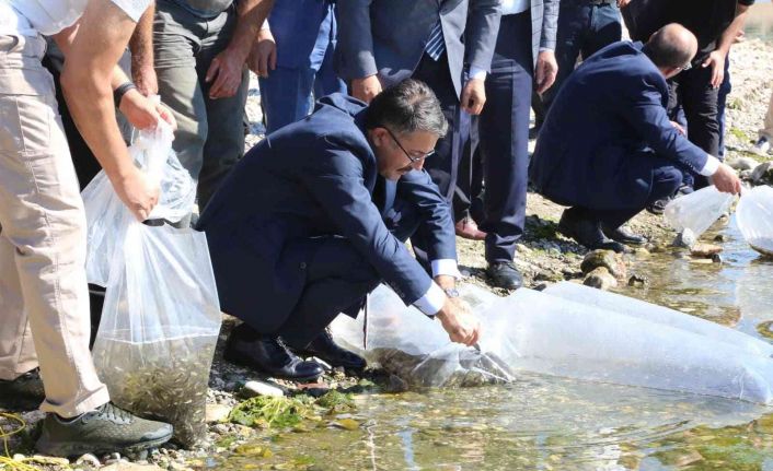 Kütahya’da 1 milyon yavru sazan balığı suya kavuştu