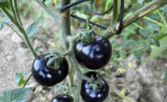 Meksika’daki arkadaşı ilham verdi, siyah domates görenleri şaşkına çeviriyor