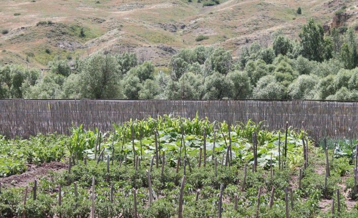 Memleketine dönen gurbetçi ata topraklarına 500 adet meyve ağacı dikti