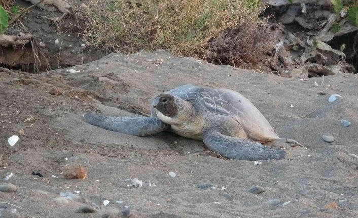 Mersin’de 4 bine yakın caretta caretta yuvası tespit edildi