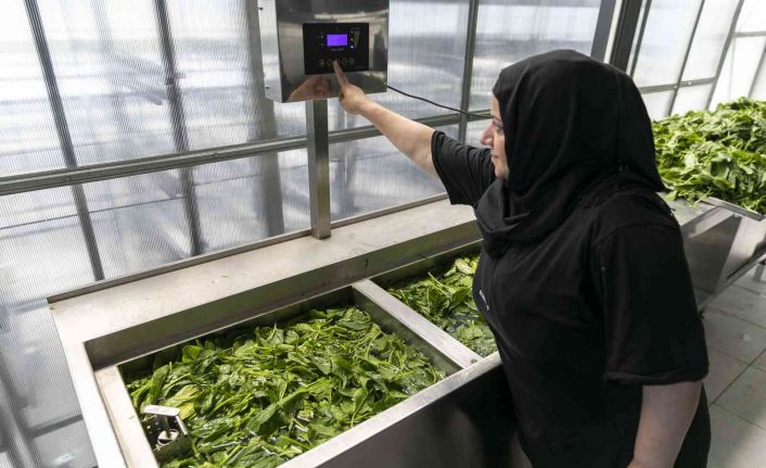 Mersin’de sebze ve meyveler güneş enerjisi ile kurutuluyor