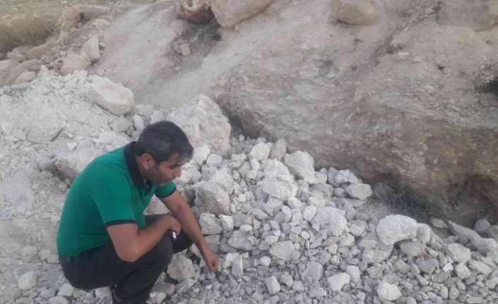 Molozların altında sıkışan yavru köpekleri ekipler kurtardı