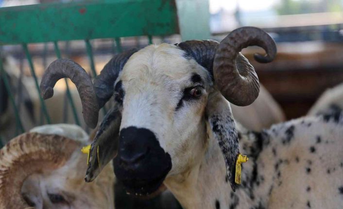 Nilüfer Kurban Bayramı’na hazır