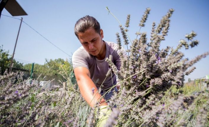 Nilüfer’in Tıbbi-Aromatik Bitki İşleme Tesisi Projesi’ne BEBKA’dan hibe