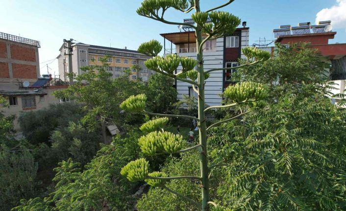 Ömründe bir kere çiçek açan sabır otu Denizli’de ortaya çıktı