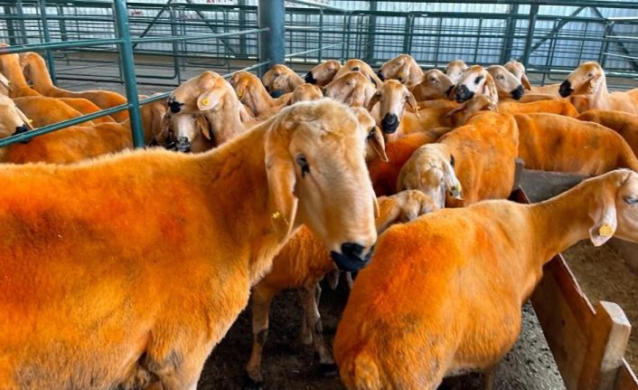 (ÖZEL) 13 ayda 100 kiloya ulaşan koç hayvan pazarında alıcısını bekliyor