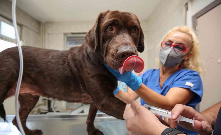 (Özel) Bursa’da ilk kez bir köpek, hücre kök tedavisiyle sağlığına kavuştu