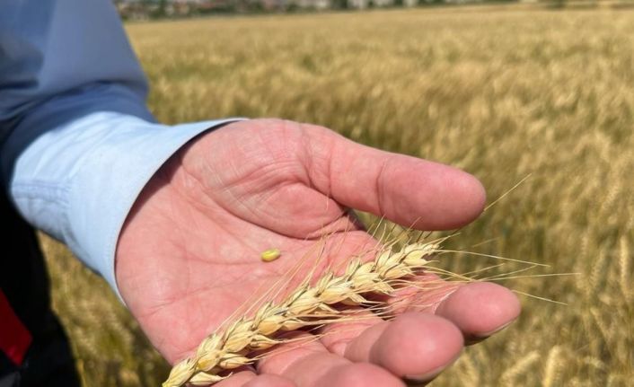 (ÖZEL) Yağışların ardından verim geçtiğimiz yıla göre 2 kat arttı