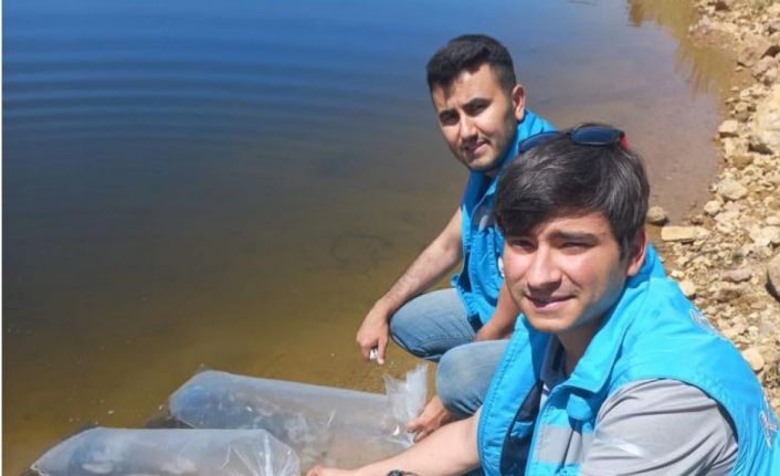 Pazarlar’daki göletlere 36 bin adet pullu sazan balığı yavrusu bırakıldı