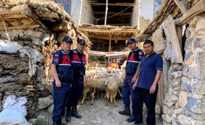 Piyasa değeri yaklaşık 200 bin TL olan hayvanlar üç günde bulundu