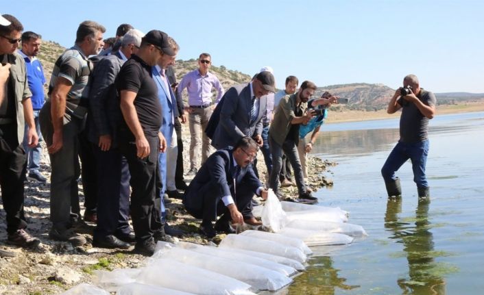 Porsuk Barajı’na pullu sazan yavrusu bırakıldı