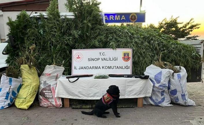 Sinop’ta 19 kilo esrar ile bin 773 kök kenevir ele geçirildi