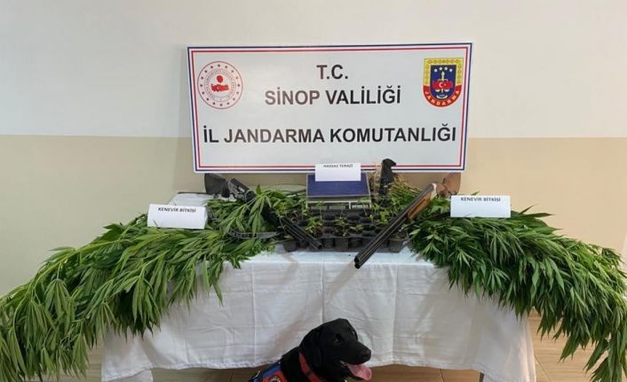 Sinop’ta jandarmadan yasa dışı kenevir operasyonu
