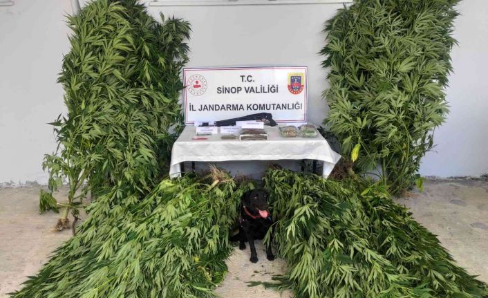 Sinop’ta yasa dışı kenevir yetiştirmeye 3 gözaltı