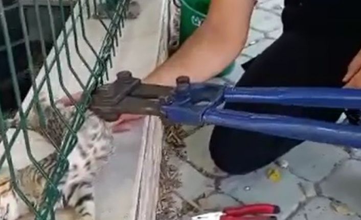 Sitenin tel örgüsüne sıkışan kediyi itfaiye ekipleri kurtardı