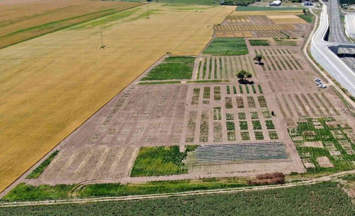 Sivas’ta tahıl, baklagiller ve yem bitkilerinde yapılan yerli ve milli ıslah çalışmaları dışa bağımlılığı bitirecek