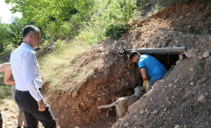 Sokak canlıları için doğal yaşam alanları oluşturuldu
