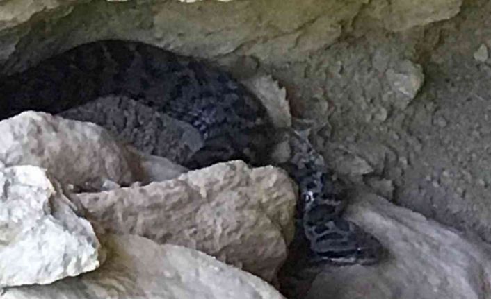 Tunceli’de zehirli "Wagner Kaya Engereği" fotoğraflandı