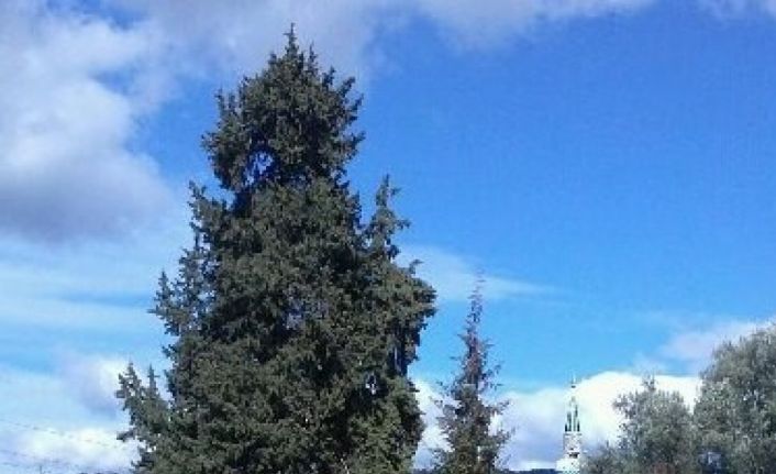 Üç asırlık ağaç koruma bekliyor