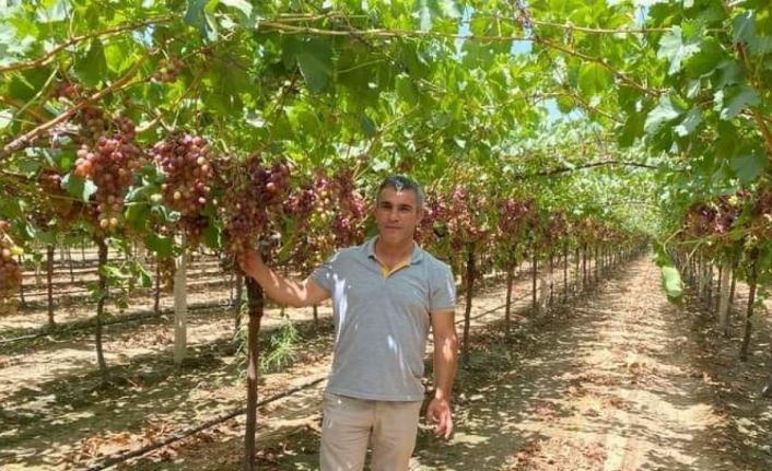 Üzüm bağlarında ’Gıda güvenliği’ incelemeleri devam ediyor