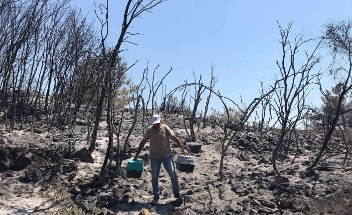 Yangın bölgesindeki yaban hayvanları tedavi ediliyor