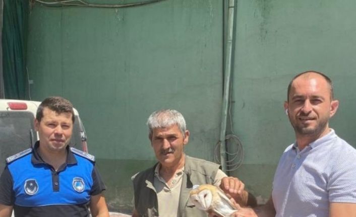Yaralı halde bulunan peçeli baykuş tedavi altına alındı