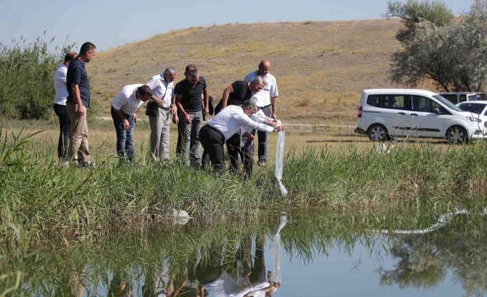 Yedigöllere 150 bin yavru sazan
