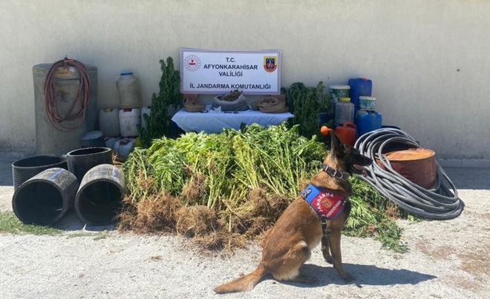 1 kilo 122 gram esrar ile 507 kök kenevir ele geçirildi