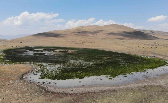 20 farklı göçmen kuş türüne ev sahipliği yapan Nenehatun gölü kurudu