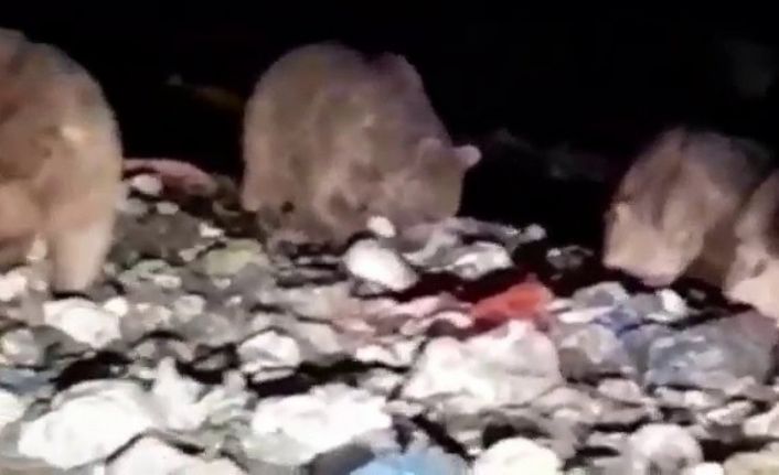 20’den fazla ayı karnını doyurmak için çöplüğü istila etti