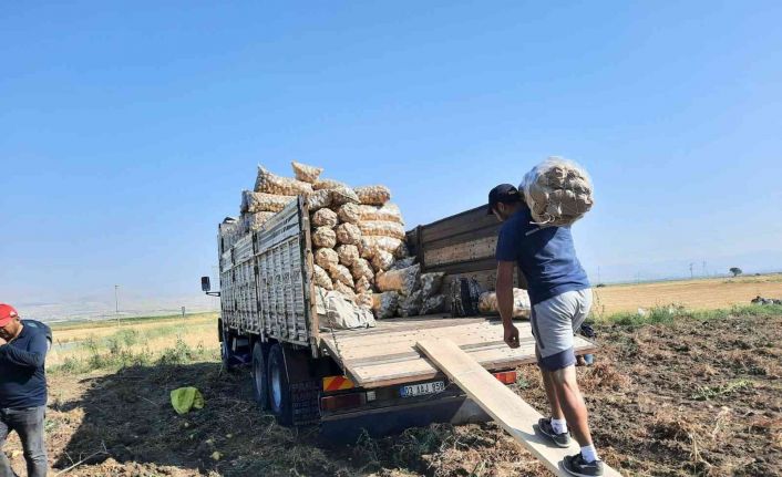 Afyonkarahisar’da 2 belde ve 16 köyün geçimini sağladığı patateste rekolte yüzleri güldürdü