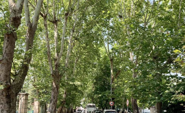 Ağaçların tünel oluşturduğu sokak görsel şölen sunuyor