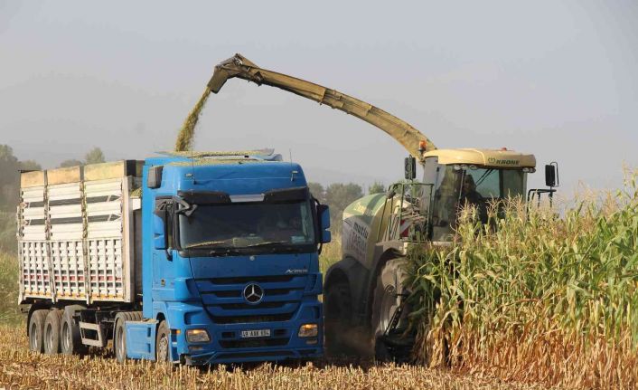 Alım garantili silajlık mısırın üretimi arttı: Beklenen rekolte 85 bin tonun üzerinde