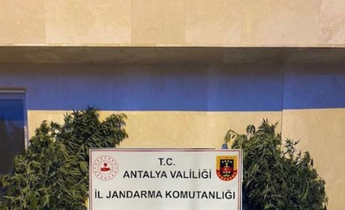 Antalya’da ormanlık alana ekili bin 115 kök kenevir ele geçirildi