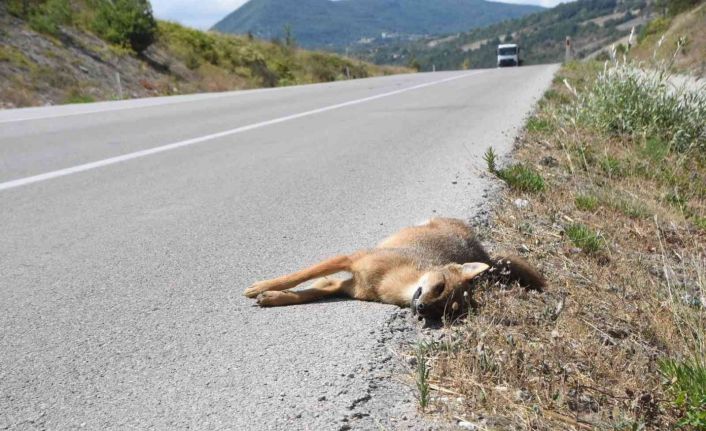 Aracın çarptığı çakal telef oldu