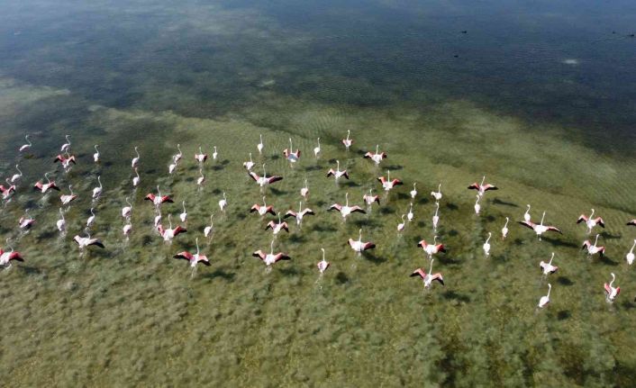 Arin Gölü’nün renkli misafirleri