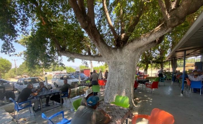 Asırlık çınar ağacının gölgesinde hem serinliyor hem de yorgunluk atıyorlar