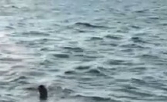 Avcılar’da polisten yüzerek kaçmaya çalıştı, o anlar kameraya yansıdı