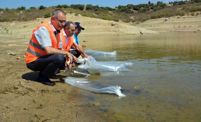 Aydın’da 741 bin sazan suyla buluştu