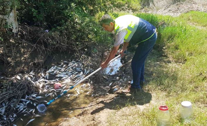 Bartın’da telef olan balıklarla ilgili ırmakta illegal bir deşarj veya atık dökümü tespit edilmedi