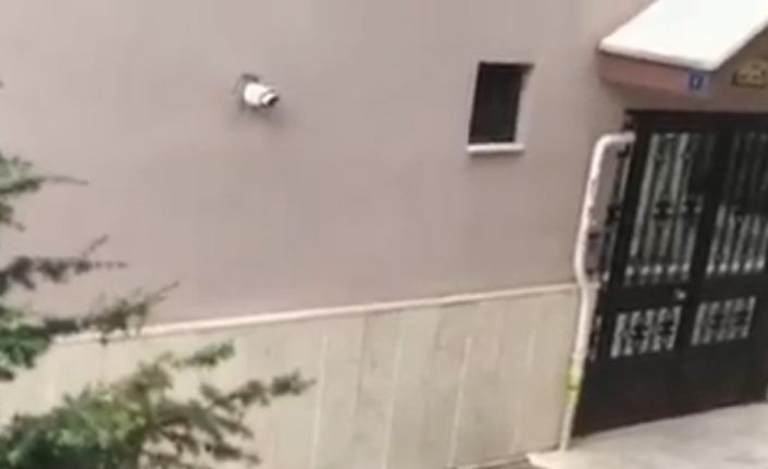 Başkentte aç ve susuz kalan tilkiler şehir merkezine indi