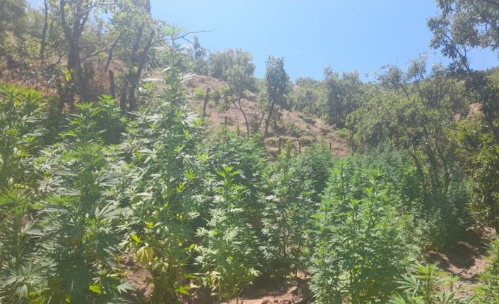 Bingöl’de 275 bin kök kenevir ve 152 kilogram kubar esrar ele geçirildi