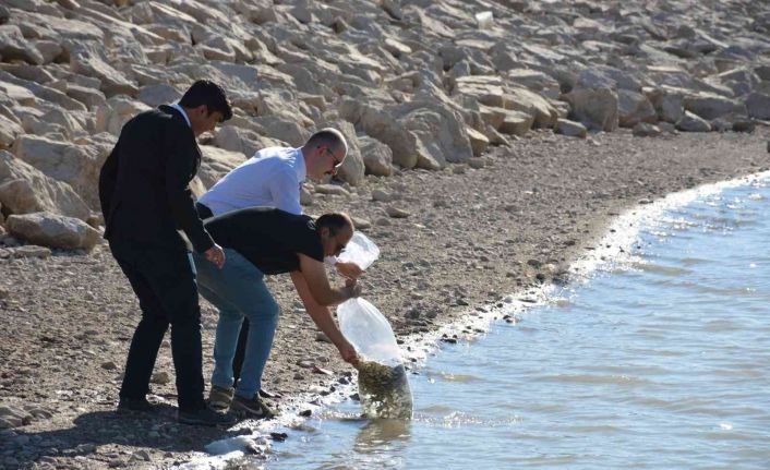 Binlerce sazan yavrusu suya bırakıldı