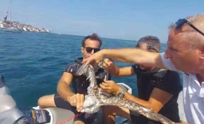 Bursa’da martı kurtarma operasyonu