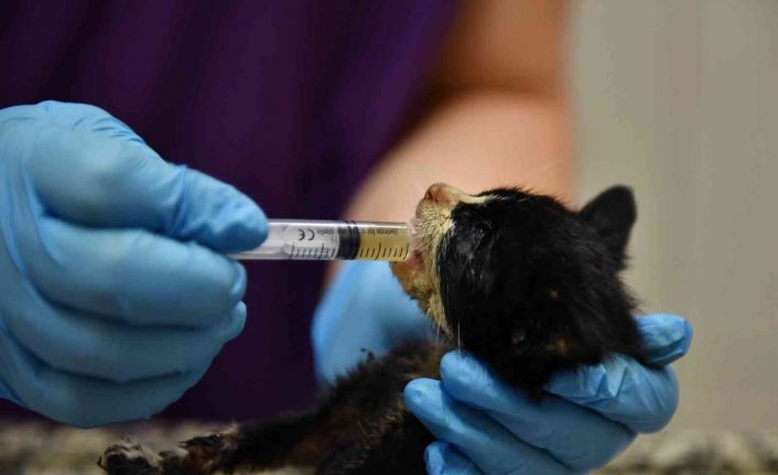 Bursa’da zifte bulanmış kediler hayata döndürüldü