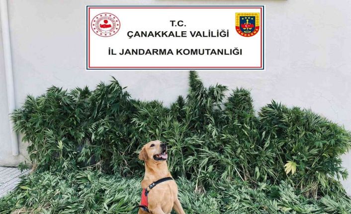 Çanakkale’de uyuşturucu operasyonu: 6 gözaltı