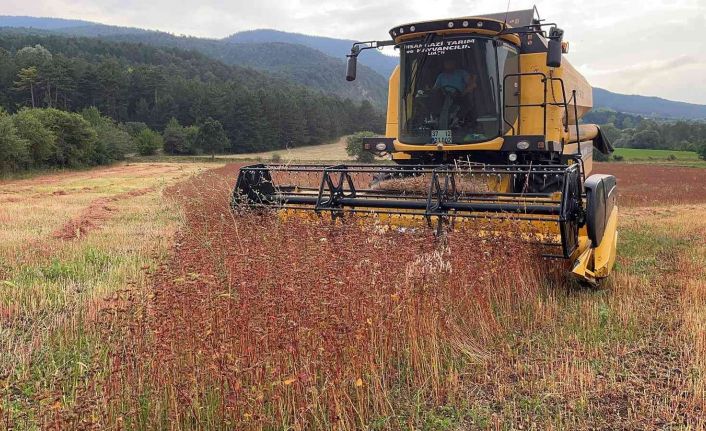 Çölyak hastalarının aradığı karabuğdayın hasadına başlandı